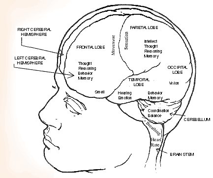Diagram of the Brain
